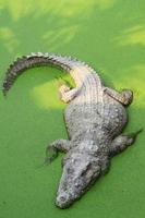 Crocodile swimming in lake. photo