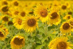 Beautiful natural scenery with sunflower fields. photo