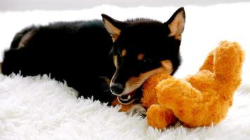 Naughty Shiba Inu puppy enjoy biting the doll on the floor. photo