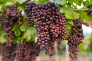 Fresh organic grape on vine branch photo