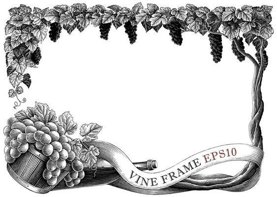 Vine frame hand draw vintage engraving style black and white clip art isolated on white background