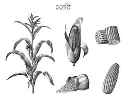 colección de maíz dibujada a mano estilo vintage grabado imágenes prediseñadas en blanco y negro aislado sobre fondo blanco vector