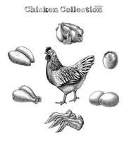 Chicken collection hand draw vintage engraving style clip art isolated on white background vector