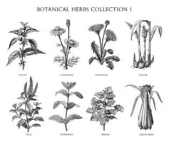 Botanical herbs collection hand draw engraving style black and white clip art isolated on white background vector