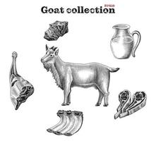 Goat collection hand draw vintage engraving style clip art isolated on white background vector