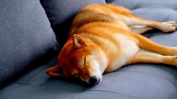 lindo perro shiba inu durmiendo en un sofá en casa. foto