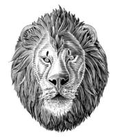 The lion head hand draw vintage engraving illustration black and white clip art isolated on white background vector