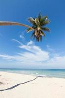 Beautiful natural scenery with beach, coconut palms and blue sky photo