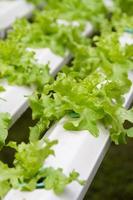 Vegetables in a hydroponics greenhouse. Planting plants using a nutrient solution in water instead of planting with soil. photo