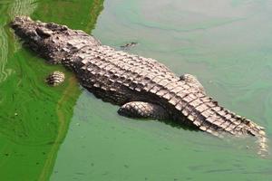 Crocodile swimming in lake. photo