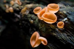 Champagne mushrooms in the rainforest. photo