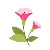 Cute pink moonflower with leaves isolated on white background. Vector illustration in hand-drawn flat style. Perfect for cards, logo, decorations, spring and summer designs. Botanical clipart.