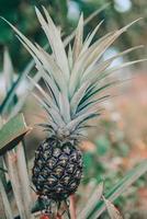 Fresh pineapple fruit on tree nature garden background, raw pineapple field tropical fruit summer agriculture photo