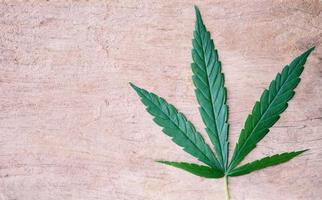 hojas de cannabis planta de cáñamo para hojas de marihuana medicinal sobre fondo de madera