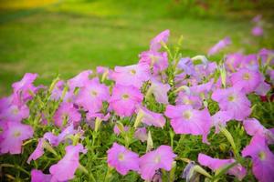 pink petunia flowers blossom in the spring garden nature background photo