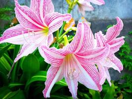 Star lily flower tropical plant blooming in the garden photo