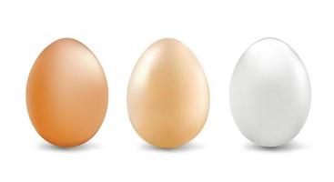 Natural white and brown eggs for Easter, a set of three multi-colored eggs isolated on a white background. Pattern for ornament. copy space. Vector illustration