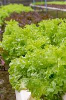 Vegetables in a hydroponics greenhouse. Planting plants using a nutrient solution in water instead of planting with soil. photo