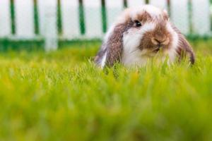 Cute Holland lop rabbit  in the garden photo