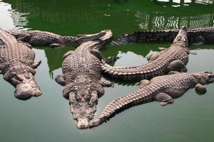 Crocodile swimming in lake. photo