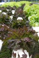 Vegetables in a hydroponics greenhouse. Planting plants using a nutrient solution in water instead of planting with soil. photo