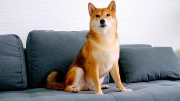 lindo perro shiba inu sentado en un sofá en casa. foto