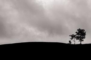 un grupo de árboles dejados en la montaña con nubes oscuras. foto