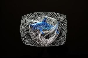 A shark toy model trapped in white net on black background. Minimal world ocean day concept. photo