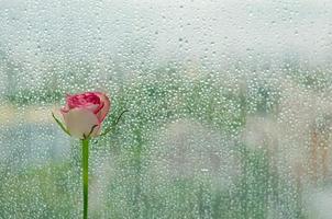 Blooming pink rose at window with rain photo