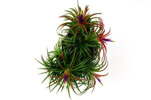 planta de aire floreciente tillandsia con su colorida planta de flores en tronco de madera sobre fondo blanco. foto