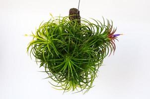 planta de aire tillandsia con sus flores de color blanco y rojo en tronco de madera sobre fondo de papel blanco. foto