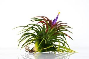 Blooming air plant Tillandsia with its colorful flower on white background. photo