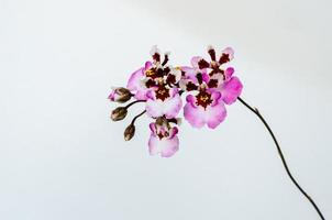 Pink blooming Dancing Lady Orchid photo