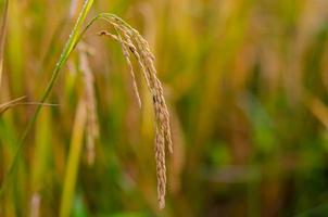 semilla de arroz madura amarilla con hojas verdes y secas en el campo de arroz en el norte de tailandia. foto