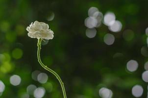 flor blanca fresca de jazmín de tailandia con un colorido fondo bokeh para el concepto del día de la madre en tailandia en agosto. foto