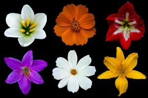 Various white cosmos and rain lily, pink rain lily, orange cosmos, red hippeastrum amaryllis and yellow day lily flowers. photo