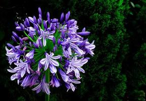 Blue and purple color African Lily blooming in garden with dark background of pine tree. photo