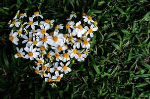agujas españolas o flores de bidens alba colocadas como forma de amor sobre fondo de hierba verde.