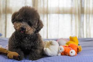Adorable smiling and happy black Poodle dog sitting and taking many toys to play on bed. photo