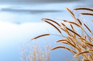 Dried flowers of feather pennisetum or mission grass with blue background from water of lake. photo