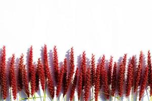 Pink flowers of feather pennisetum or mission grass with shadow from sun light on white paper background. photo