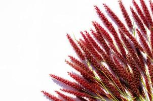 Pink flowers of feather pennisetum or mission grass with shadow from sun light on white paper background. photo