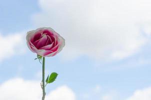 Pink rose isolated on white cloud photo