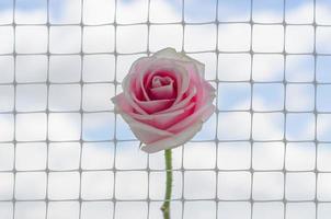 A pink rose puts on the net with white cloud and sky background. photo