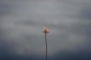 flor de hierba seca con fondo borroso foto