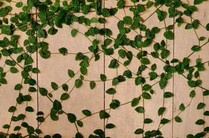 Background and texture of Ficus pumila tree. photo