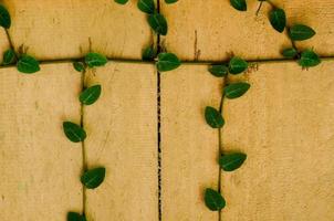 Background and texture of Ficus pumila tree. photo