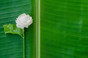 flor blanca fresca de jazmín de tailandia con su hoja en hoja de plátano para el concepto del día de la madre en tailandia en agosto. foto