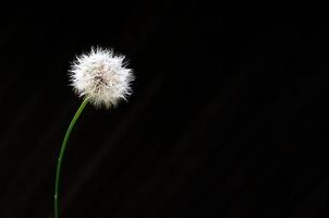 Dandelion seed isolated on dark background with space for text. photo