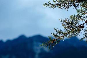 Pine tree that have water drop on seed and leaves with mountain background. photo